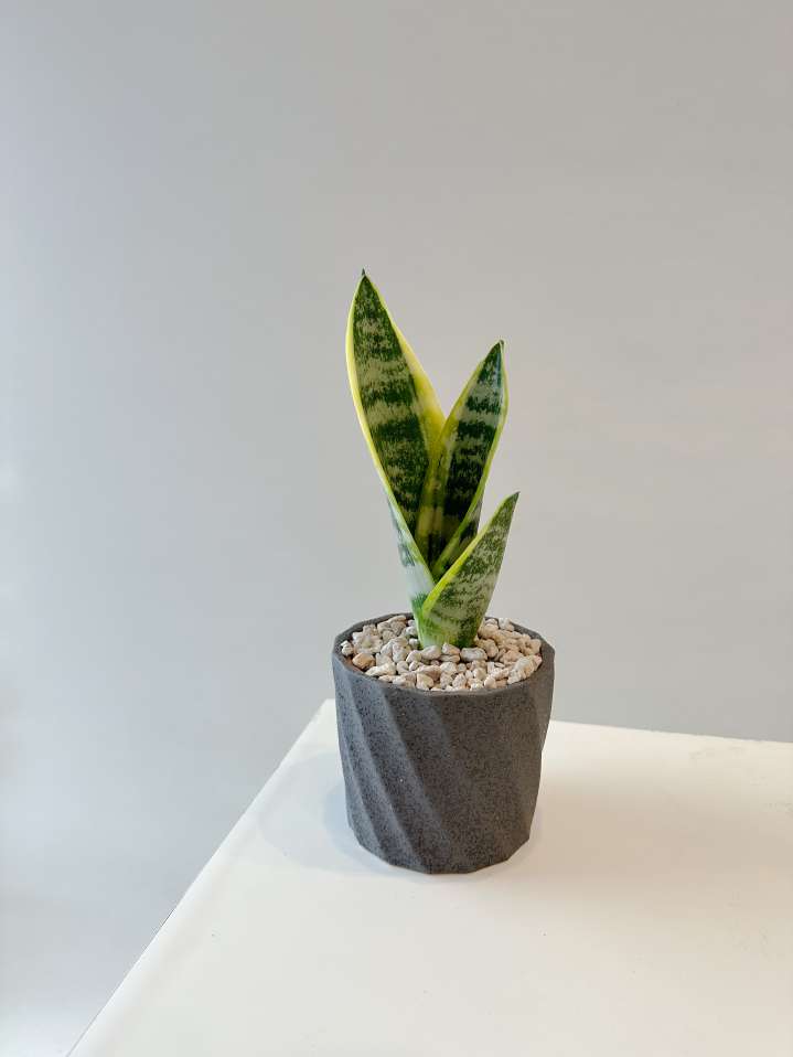 沐慕予椛_虎尾蘭